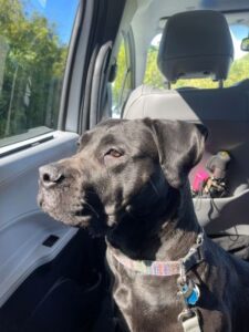 Black Labrador Retriever Mix