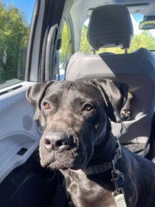 Black Labrador Retriever Mix