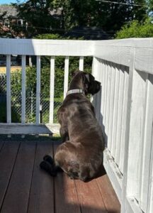 black labrador retriever mix