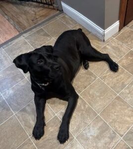 Black Labrador Retriever Mix
