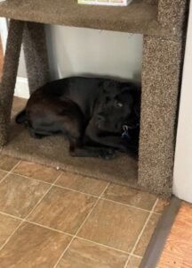 Black Labrador Retriever Mix