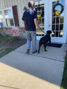Black Labrador Retriever Mix