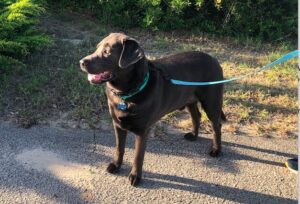 Charcoal Labrador Retriever