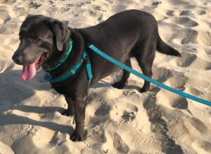 Charcoal Labrador Retriever 