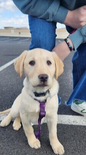 Yellow Labrador Retriever