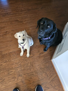 Yellow Labrador Retriever