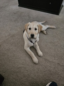 Yellow Labrador Retriever