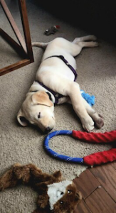 Yellow Labrador Retriever