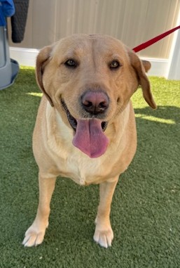 Yellow Labrador Retriever