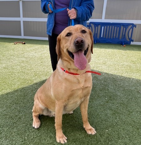 Yellow Labrador Retriever