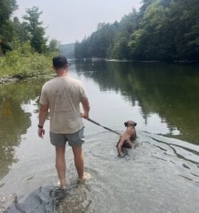Chocolate Labrador Retriever