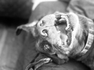 Chocolate Labrador Retriever