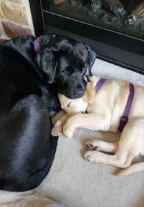 Yellow Labrador Retriever