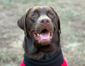 Chocolate Labrador Retriever