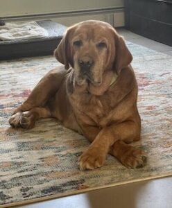 Yellow Labrador Retriever