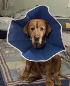 Yellow Labrador Retriever