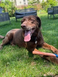 Chocolate Labrador Retriever