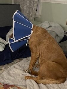 Yellow Labrador Retriever