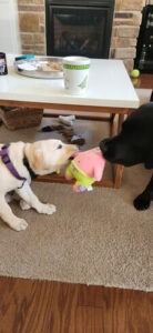 Yellow Labrador Retriever