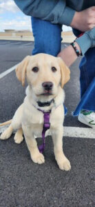 Yellow Labrador Retriever