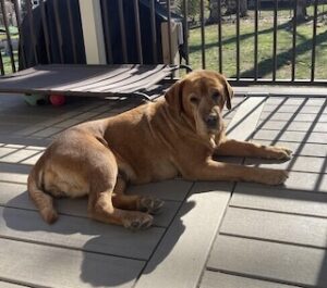 Yellow Labrador Retriever