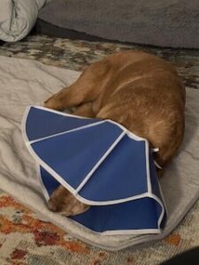 Yellow Labrador Retriever