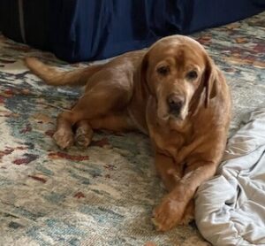 Yellow Labrador Retriever