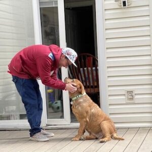 Yellow Labrador Retriever