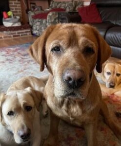 Yellow Labrador Retriever