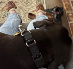 black labrador retriever mix