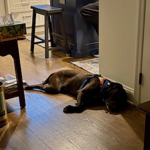 Chocolate Labrador Retriever Mix