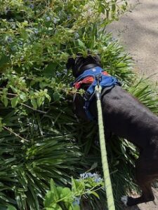 Chocolate Labrador Retriever Mix