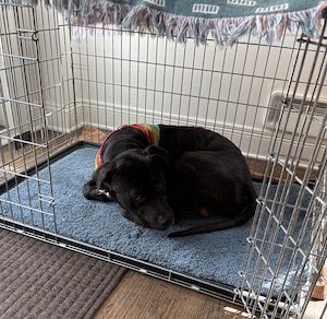 Chocolate Labrador Retriever Mix