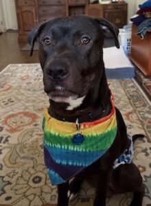 Chocolate Labrador Retriever Mix