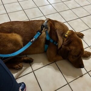 Yellow Labrador Retriever