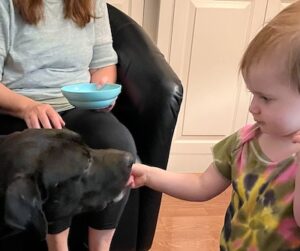 Black Labrador Retriever Mix