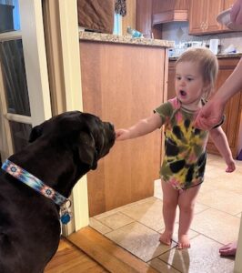 Black Labrador Retriever Mix