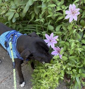Black Labrador Retriever Mix