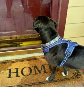 Black Labrador Retriever Mix