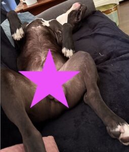 Black Labrador Retriever Mix