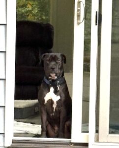 Black Labrador Retriever Mix