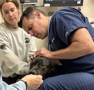 Black Labrador Retriever Mix