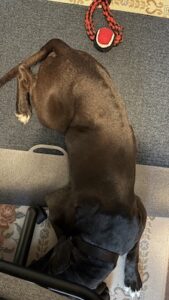 Chocolate Labrador Retriever Mix