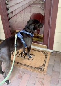 Black Labrador Retriever mis