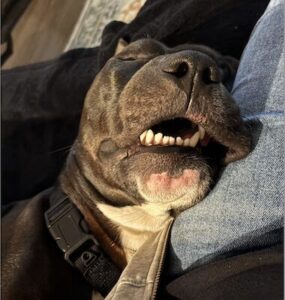 Chocolate Labrador Retriever Mix