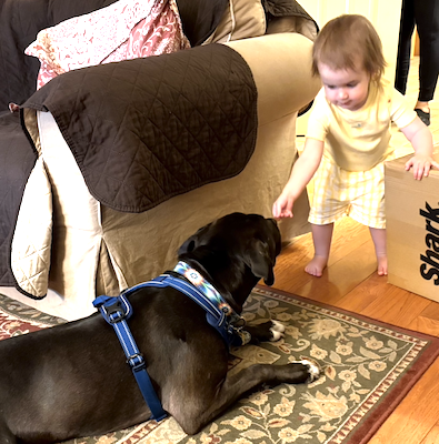 Black Labrador Retriever Mix