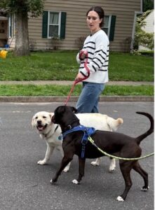 black labrador retriever mix
