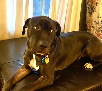 Lab Mix
