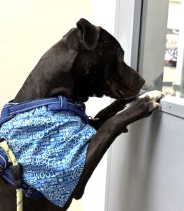 Black Labrador Retriever Mix