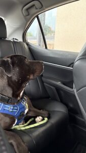 black labrador retriever mix